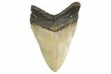 Serrated, Fossil Megalodon Tooth - North Carolina #299006-2